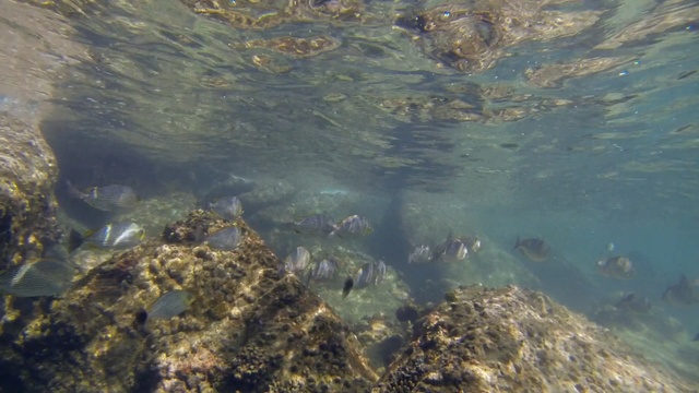 Video Reference: Underwater, Water, Organism, Marine biology, Tide pool, Reef, Fish