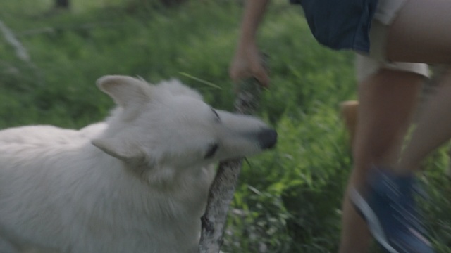 Video Reference: dog breed group, dog like mammal, dog, berger blanc suisse, dog breed, fauna, pungsan dog, white shepherd, samoyed