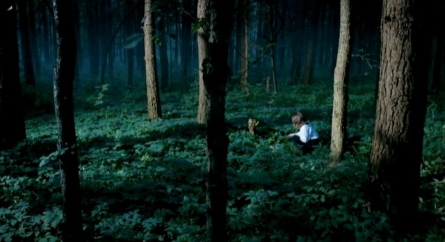 Video Reference: forest, nature, green, old growth forest, ecosystem, darkness, woodland, tree, jungle, biome