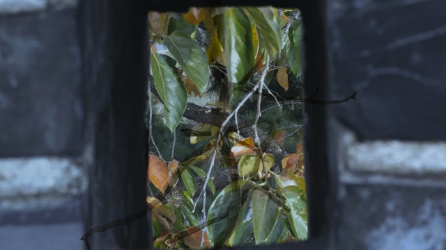 Video Reference: leaf, flora, tree, plant, branch, twig