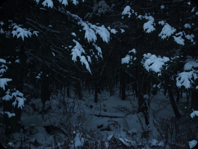 Video Reference: Black, Tree, Branch, Darkness, Black-and-white, Monochrome, Snow, Winter, Monochrome photography, Freezing