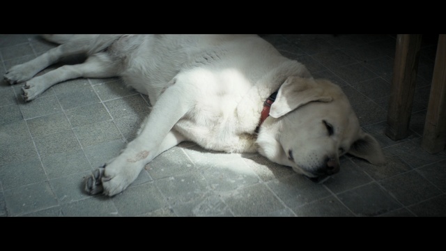 Video Reference: dog, dog like mammal, dog breed, mammal, dog breed group, nose, vertebrate, labrador retriever, retriever, puppy