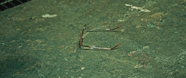 Video Reference: fauna, grass, organism, grass family