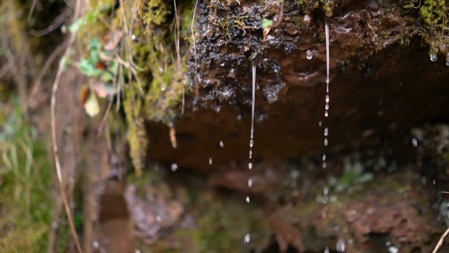 Video Reference: Nature, Water, Natural environment, Vegetation, Nature reserve, Jungle, Formation, Tree, Watercourse, Forest