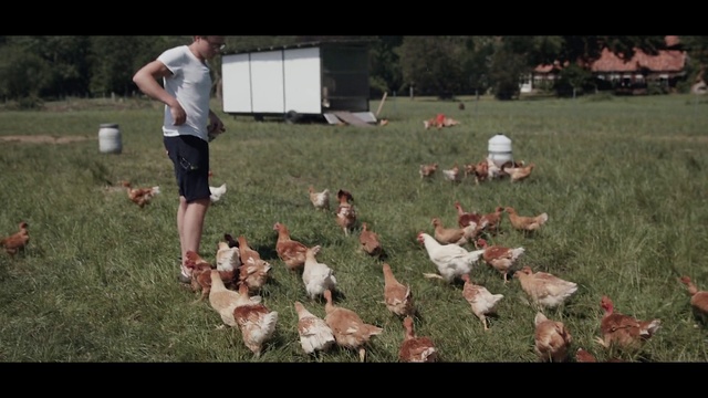 Video Reference: Grass, Chicken, Galliformes, Bird, Fowl, Lawn, Pasture, Poultry, Farm, Meadow