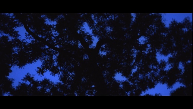 Video Reference: sky, blue, nature, black, atmosphere, darkness, night, tree, branch, biome