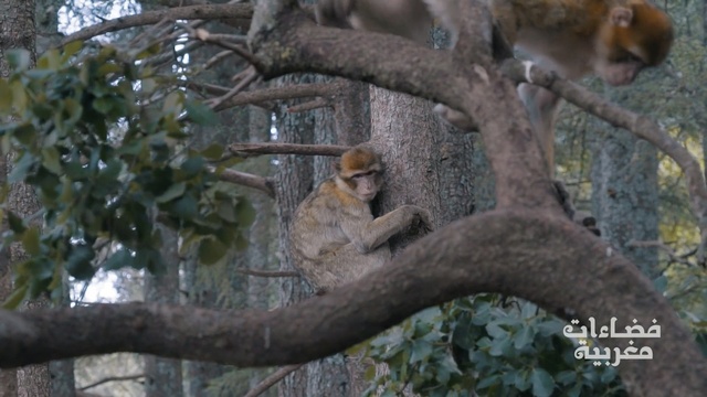 Video Reference: wildlife, fauna, tree, mammal, flora, branch, old world monkey, zoo, primate, trunk