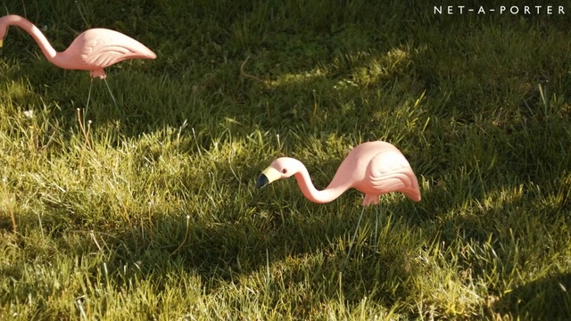 Video Reference: flamingo, ecosystem, grass, bird, nature reserve, fauna, beak, water bird, meadow, crane like bird