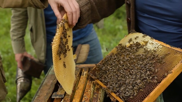 Video Reference: Bee, Beekeeper, Honeybee, Beehive, Honeycomb, Apiary, Insect, Membrane-winged insect, Pattern, Design