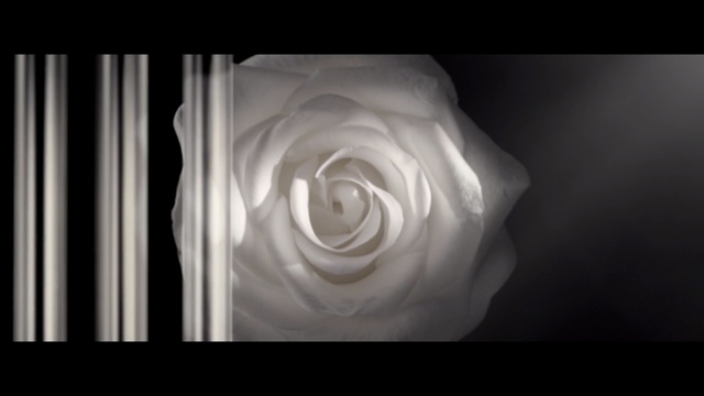 Video Reference: White, Still life photography, Monochrome photography, Rose, Rose family, Flower, Garden roses, Black-and-white, Petal, Plant, Person