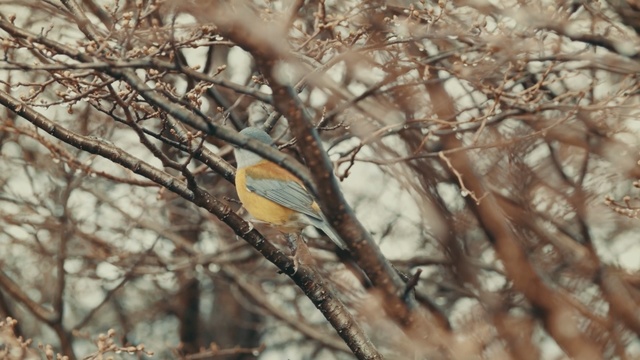 Video Reference: Branch, Tree, Bird, Twig, Wildlife, Plant, Woody plant, Old World flycatcher, Perching bird, Brambling