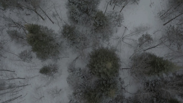 Video Reference: tree, vegetation, sky, forest, freezing, atmosphere, winter, branch, geological phenomenon, woodland