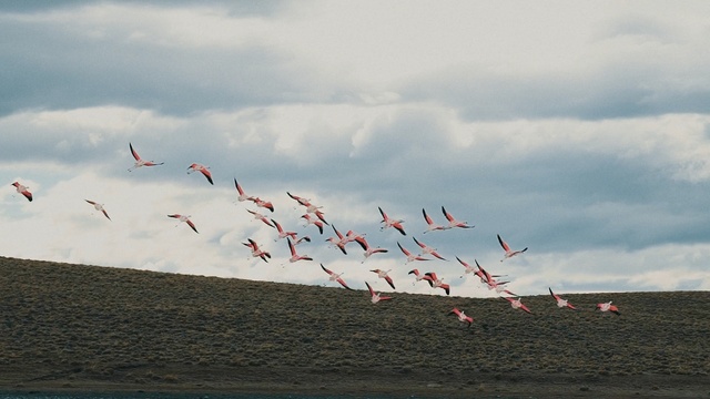Video Reference: Sky, Bird, Flock, Sea, Wave, Seabird, Wind, Water bird, Ocean, Cloud