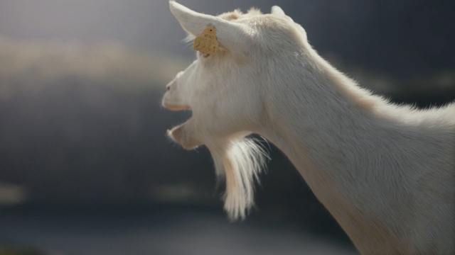 Video Reference: goats, fauna, goat, wildlife, cow goat family, snout, livestock, goat antelope, horn, stock photography