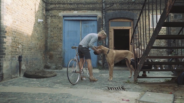 Video Reference: dog like mammal, street, Person