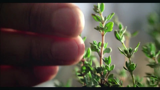 Video Reference: Leaf, Plant, Flower, Houseplant, Plant stem, Organism, Herb, Flowering plant, Soil