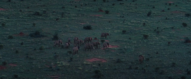 Video Reference: Ecoregion, Herd, Water bird, Wildlife, Adaptation, Flock, Soil, Bird, Seabird