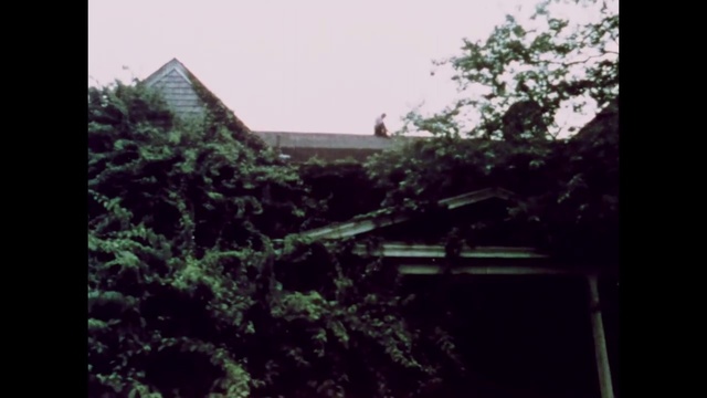 Video Reference: Nature, Photograph, Tree, Green, Vegetation, House, Snapshot, Leaf, Branch, Sky