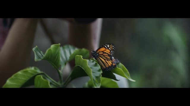 Video Reference: butterfly, insect, moths and butterflies, brush footed butterfly, monarch butterfly, invertebrate, pollinator, macro photography, nectar, organism