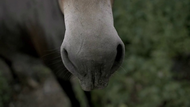Video Reference: Nose, Snout, Close-up, Eye, Mouth, Terrestrial animal, Leg, Wildlife, Adaptation, Photography