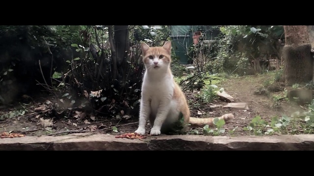 Video Reference: Mammal, Vertebrate, Nature, Felidae, Whiskers, Cat, Snapshot, Wildlife, Carnivore, Photo caption