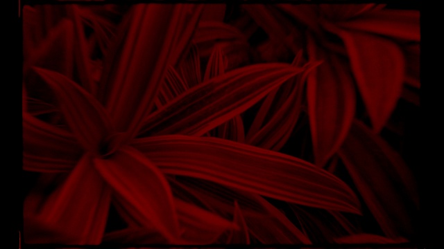 Video Reference: Red, Black, Maroon, Flower, Plant, Petal, Magenta, Darkness, Still life photography, Carmine