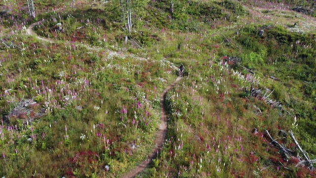 Video Reference: Vegetation, Plant community, Grass, Plant, Shrubland, Wilderness, Grass family, Wildflower, Flower, Ecoregion