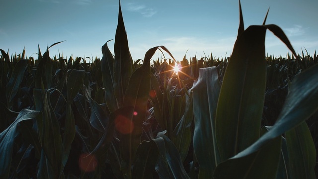 Video Reference: Sky, Vegetation, Light, Leaf, Backlighting, Morning, Sunlight, Plant, Grass, Grass