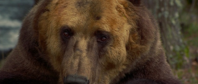 Video Reference: brown bear, bear, mammal, dog, wild, wildlife, brown, fur, pet, animals, predator