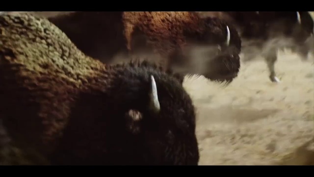 Video Reference: Wildlife, Snout, Fur