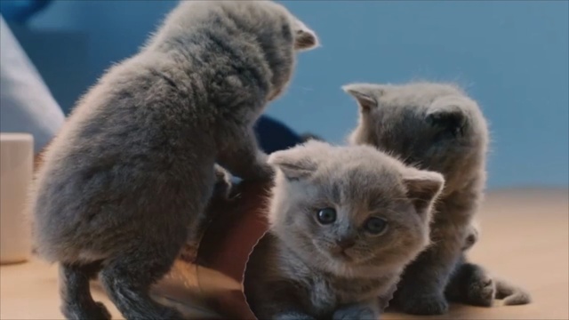 Video Reference: Cat, Mammal, Vertebrate, Small to medium-sized cats, Felidae, British shorthair, Carnivore, Nebelung, Kitten, Russian blue