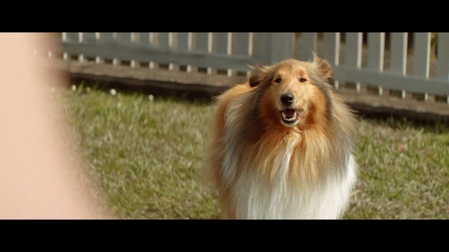 Video Reference: Mammal, Dog, Vertebrate, Dog breed, Canidae, Scotch collie, Collie, Shetland sheepdog, Rough collie, Carnivore