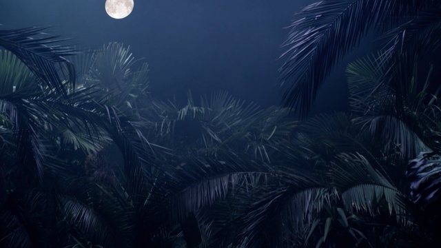 Video Reference: sky, darkness, atmosphere, night, underwater, computer wallpaper, moonlight, organism, earth, tree, Person