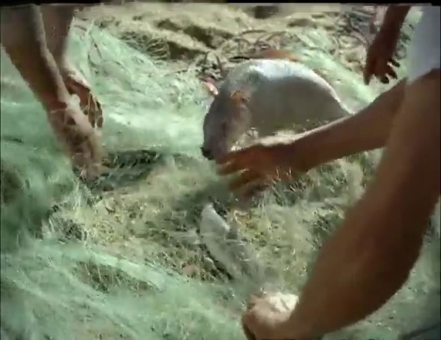 Video Reference: Water, Human, Organism, Fun, Tree, Rock