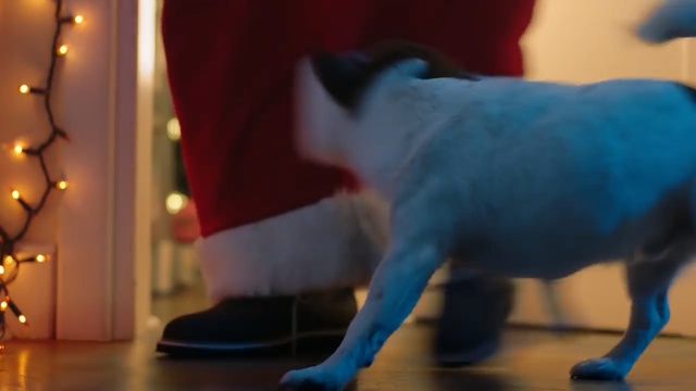 Video Reference: Mammal, Blue, Cat, Felidae, French bulldog, Carnivore, Canidae, Dog breed, Snout, Small to medium-sized cats