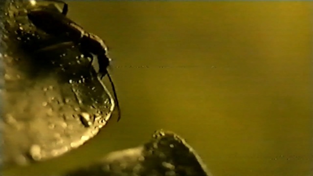 Video Reference: insect, invertebrate, water, macro photography, membrane winged insect, organism, pest, close up, arthropod