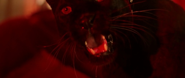 Video Reference: Red, Black, Felidae, Close-up, Whiskers, Darkness, Cat, Macro photography, Snout, Black cat