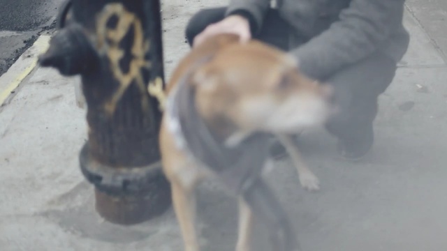 Video Reference: dog, dog like mammal, dog breed, street dog, dog breed group, snout, carnivoran, Person