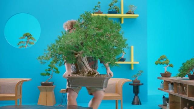 Video Reference: Houseplant, Blue, Tree, Majorelle blue, Turquoise, Flowerpot, Bonsai, Plant, Azure, Room, Person