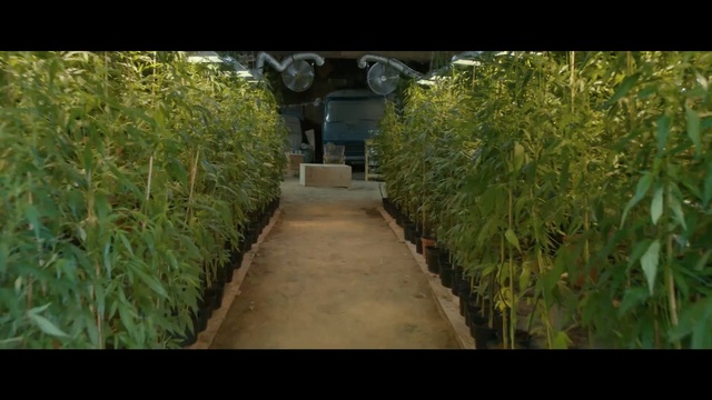 Video Reference: Nature, Vegetation, Green, Leaf, Walkway, Nature reserve, Plant, Shrub, Tree, Grass family
