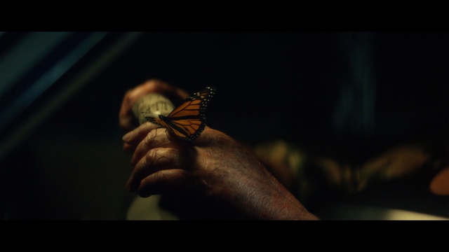 Video Reference: scorpion, arachnid, arthropod, invertebrate, animal, insect