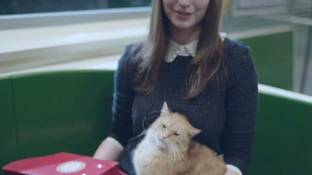 Video Reference: Cat, Felidae, Small to medium-sized cats, Whiskers, Fur, Carnivore, Persian, Norwegian forest cat, Domestic long-haired cat, Ragamuffin