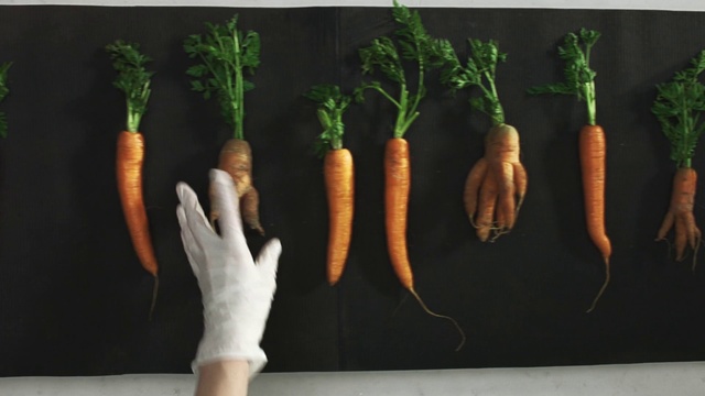 Video Reference: Carrot, Radish, Root vegetable, Vegetable, Daikon, Parsnip, Baby carrot, Local food, wild carrot, Food