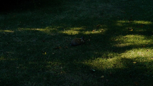 Video Reference: green, ecosystem, grass, wildlife, fauna, atmosphere, biome, darkness, night, forest