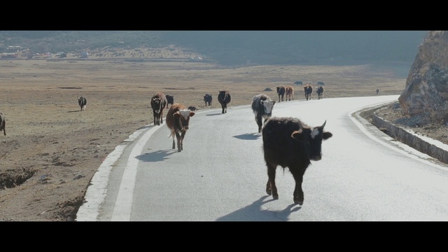 Video Reference: Bovine, Herd, Mode of transport, Road, Sky, Wildlife, Working animal, Livestock, Infrastructure, Cow-goat family