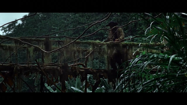 Video Reference: nature, green, vegetation, jungle, tree, forest, screenshot, branch, darkness, grass