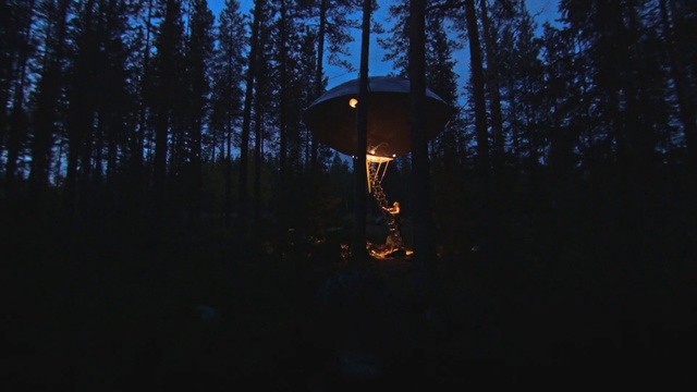 Video Reference: Sky, Darkness, Light, Natural environment, Lighting, Forest, Night, Tree, Atmosphere, Photography, Person