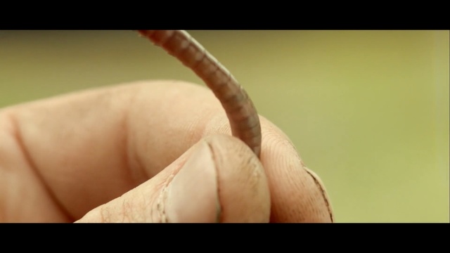 Video Reference: Finger, Close-up, Skin, Hand, Arm, Joint, Thumb, Leaf, Organism, Leg