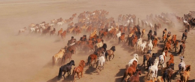 Video Reference: pack animal, camel, herd, horse like mammal, sand, landscape, sahara, desert, ecoregion, camel like mammal