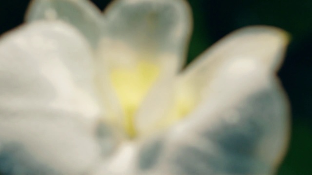 Video Reference: White, Petal, Flower, Yellow, Close-up, Plant, Macro photography, Flowering plant, Spring, Botany